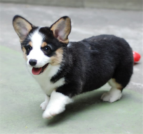 如何训练柯基犬？