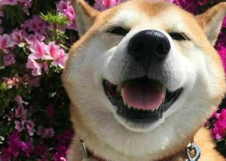 秋田犬能否吃骨头?饮食方面需要注意哪些问题?