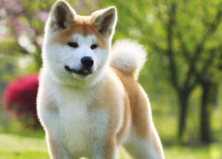 秋田犬该如何养殖？它喜欢吃那些食物？