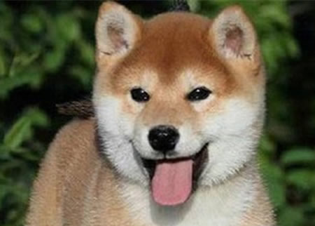秋田犬刚来新家需要注意什么？？