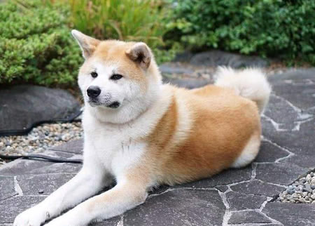 美系秋田犬和日系秋田犬的不同之处