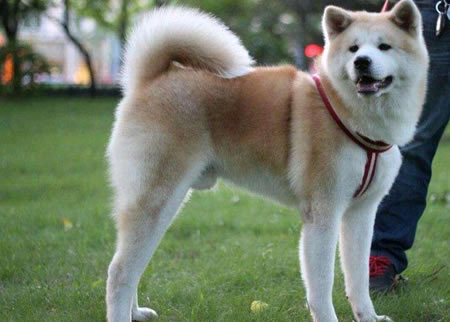 如何正确地为秋田犬洗澡以及秋田犬洗澡的注意事项