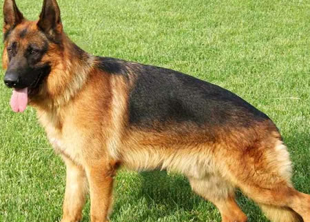训练德国牧羊犬日常