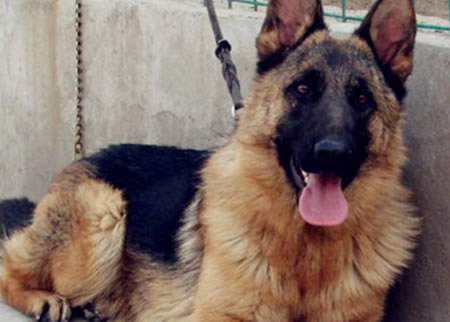 德国牧羊犬得了便秘该怎样改善？