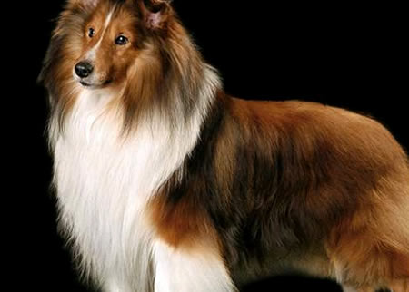 如何教会喜乐蒂牧羊犬定点排便呢?训练方法又是怎样的呢?