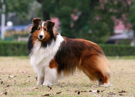 说一说如何训练喜乐蒂牧羊犬握手？