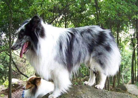如何训练喜乐蒂牧羊犬不乱叫？