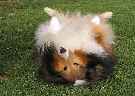怎么才能让喜乐蒂牧羊犬变得听你的话呢?