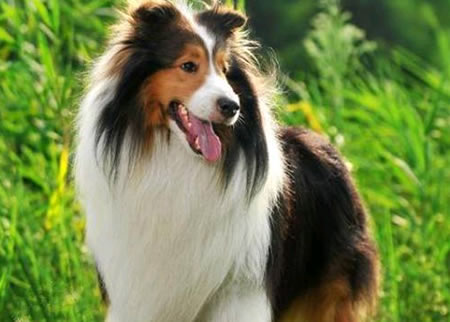 喜乐蒂牧羊犬也会晕车的这件事，大家都知道么?