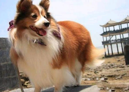 如保训练喜乐蒂牧羊犬？