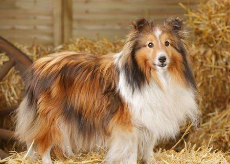 喜乐蒂牧羊犬该怎么去训练？