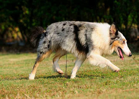 你知道该如何正确调教喜乐蒂牧羊犬吗?