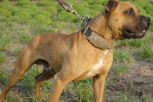 比特犬被感染了犬瘟，我们要怎么应对呢?
