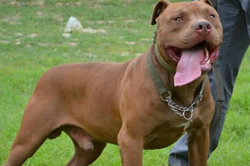 怎么解决比特犬口臭问题?