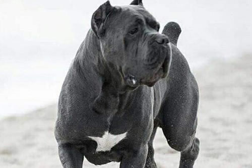 训练卡斯罗犬的过程中需要注意的问题有哪些呢?