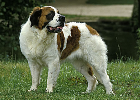 如何给圣伯纳犬自制狗粮？很好学!
