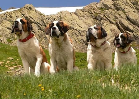 如何照顾圣伯纳犬妈妈？