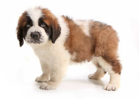 如何正确的给圣伯纳犬配种？