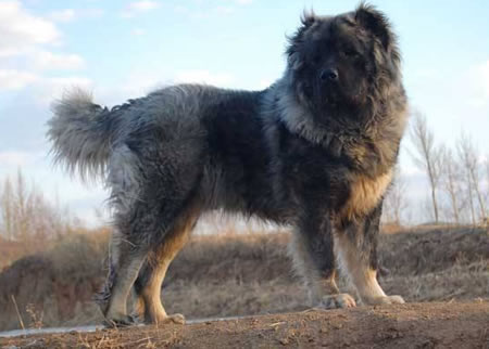 城市家庭适合养高加索犬吗？