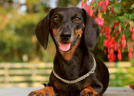 腊肠犬的工作能力需要通过现场追猎测验来测试
