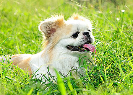 我们要如何预防京巴犬得腰间盘突出呢?