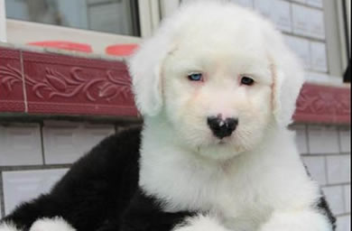 威海市钻石犬舍出售古牧幼犬,古牧犬多少钱,送货上门,全国包邮