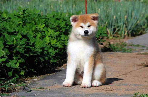 秋田犬