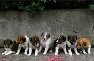 北京犬舍出精品喜乐蒂幼犬,高品质喜乐蒂/极品幼犬待售