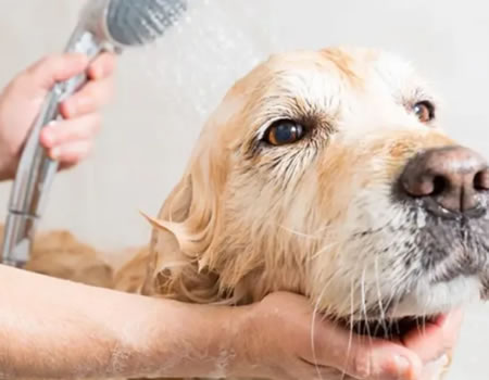 盘点狗狗洗澡的5大误区，90%的人都洗错了！