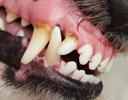 狗狗牙齿松动了怎么办？保养得当能晚掉2年牙！