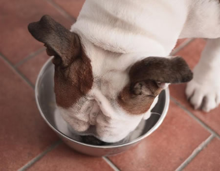 狗狗吃完东西后有没有饱腹感？看看这几个地方就知道了