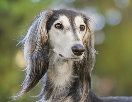 为什么很多女生喜欢养体型较大的公狗？原来是有这3个好处！