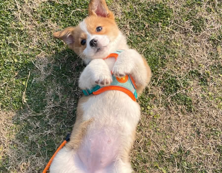 狗狗总喜欢对着你露肚子？其实是想暗示你这些事！