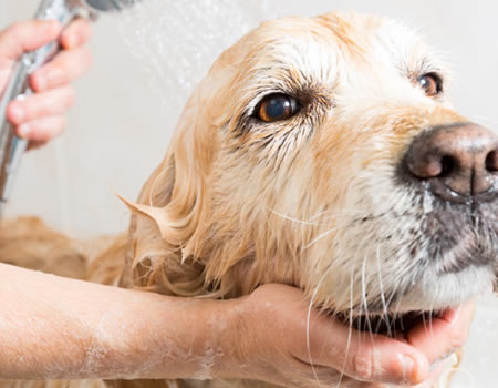 这3种情况下不能给狗狗洗澡，不然你会失去它！