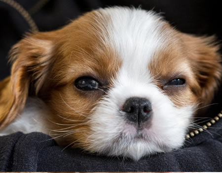 这几种眼部高发疾病几乎80%的狗狗都有，快来看看你家狗狗中招没！