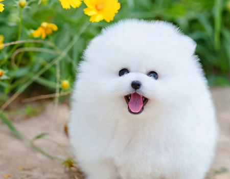 怎么养好可爱的博美犬？博美犬饲养攻略拿好不谢！