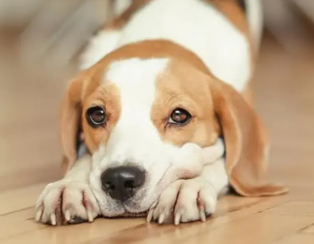 狗狗总对着你“伸懒腰”？其实是在暗示你这些事！