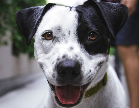 狗狗最“没教养”的3种行为，看见的人都说讨厌！