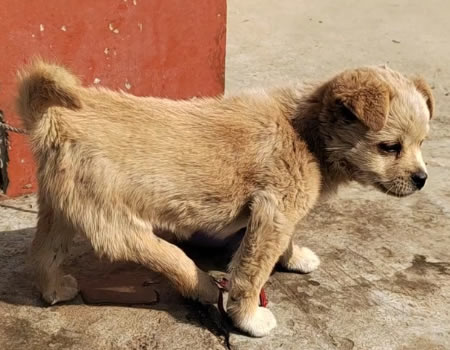 你以为戏精狗子“装瘸”是求关注？其实有可能是“真瘸”了！