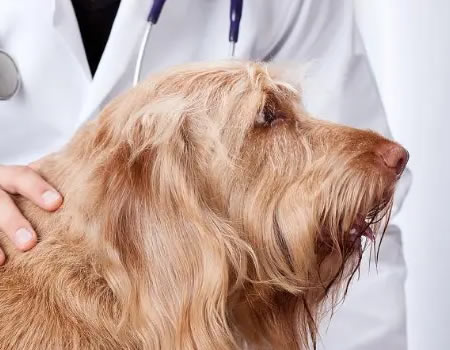 狗狗喝水喝得多一定是好事？也可能是疾病找上了门！