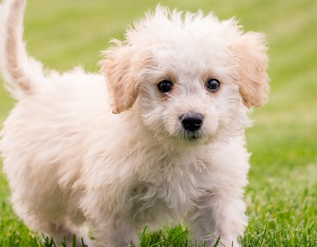 想要更了解狗狗？那就从这4类狗狗的性格揭秘开始！