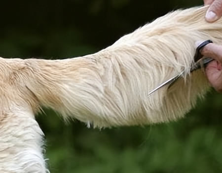 关于狗狗断尾你需要明白的二三事