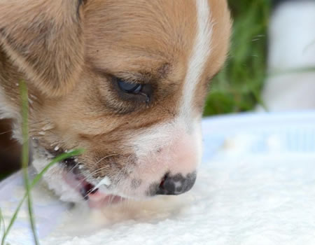 狗狗到底能不能喝牛奶?