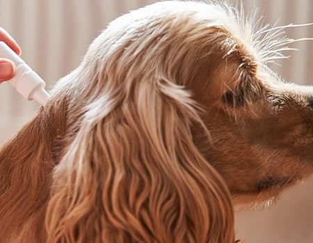 想知道狗狗身上有没有寄生虫？这些地方不妨看一看！