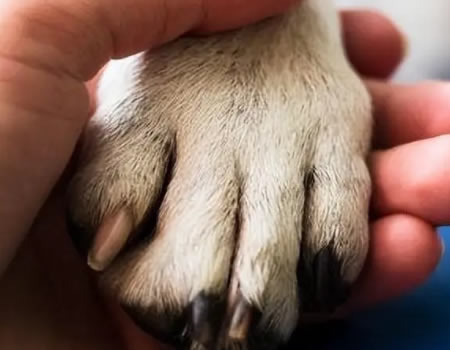 在狗狗眼中摸狗爪子有这几种含义
