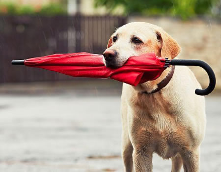 下雨也能带狗撒欢儿？雨天遛狗攻略来了！