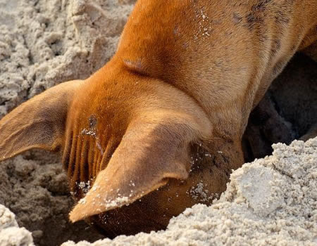 狗狗为什么总喜欢挖呀挖呀挖？