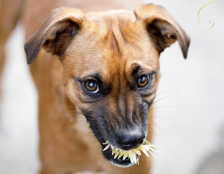 平日温顺的狗狗突然变得咬人好斗？