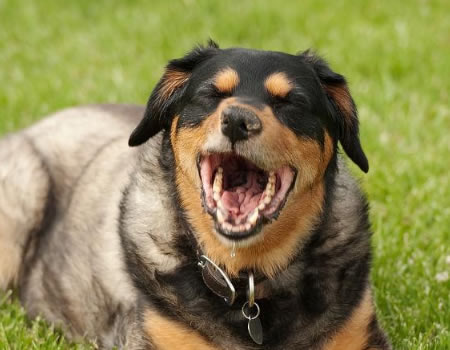 养狗久了才知道，狗狗生气会这样表达出来