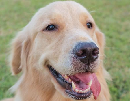 狗狗咧嘴就是在笑？可别强行给它加戏了！